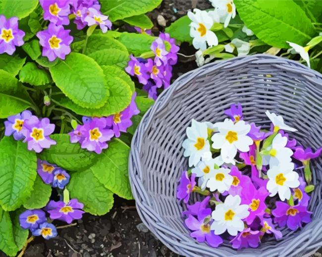 Purple And White Primroses Paint By Numbers.png