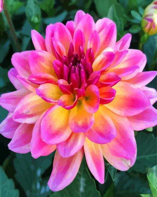 Purple And Yellow Dahlia Painting By Numberss.png