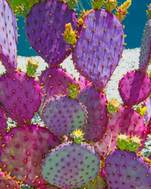 Purple Cactus New Painting By Numberss.png
