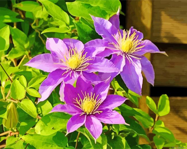 Purple Clematis Flower Painting By Numberss.png