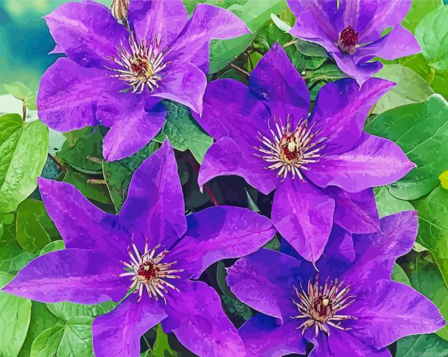 Purple Clematis Flowers Painting By Numberss.png