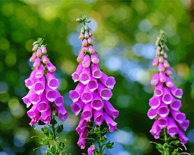 Purple Common Foxglove Painting By Numberss.png