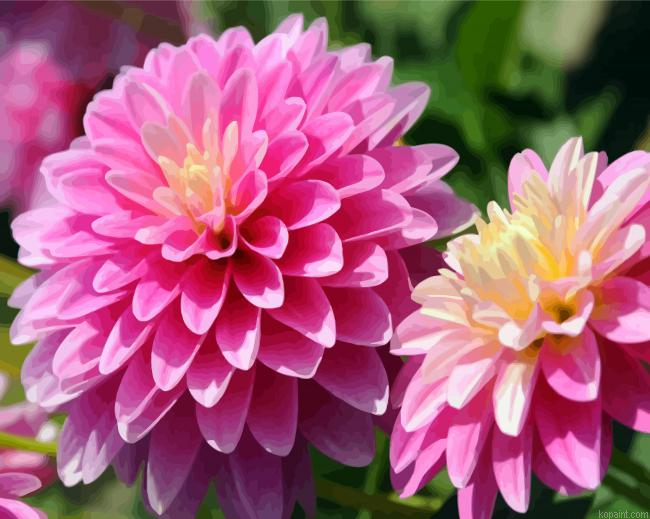Purple Dahlias Flower Painting By Numberss.png