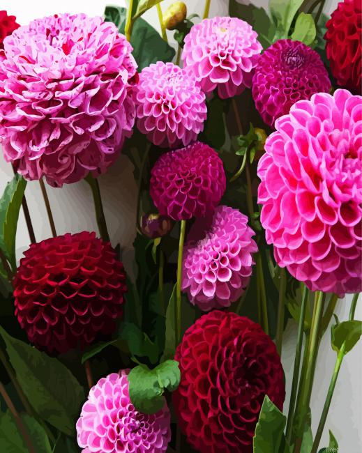 Purple Dahlias Painting By Numberss.png