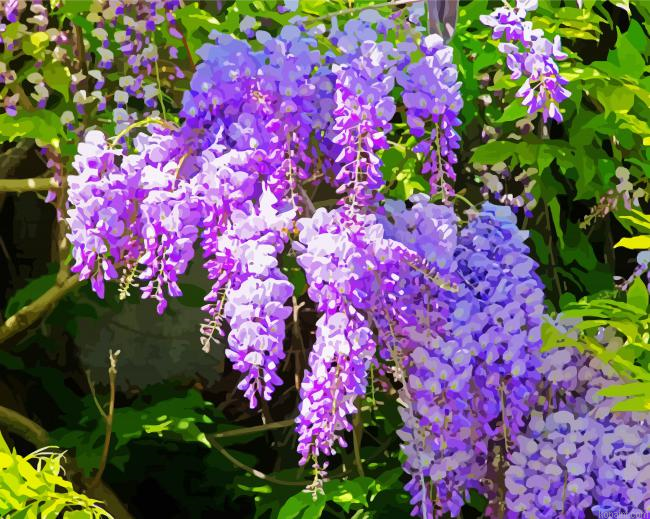 Purple Flowers Wisteria Painting By Numberss.png
