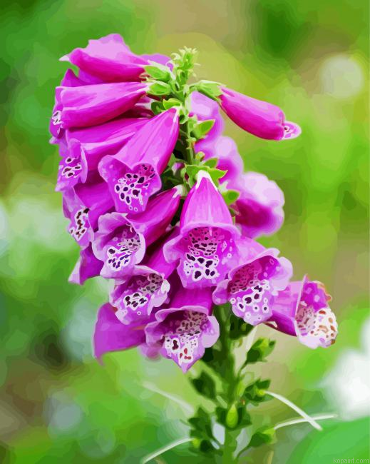 Purple Foxglove Flower Painting By Numberss.png