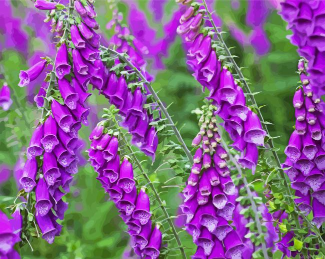 Purple Foxglove Plants Painting By Numberss.png