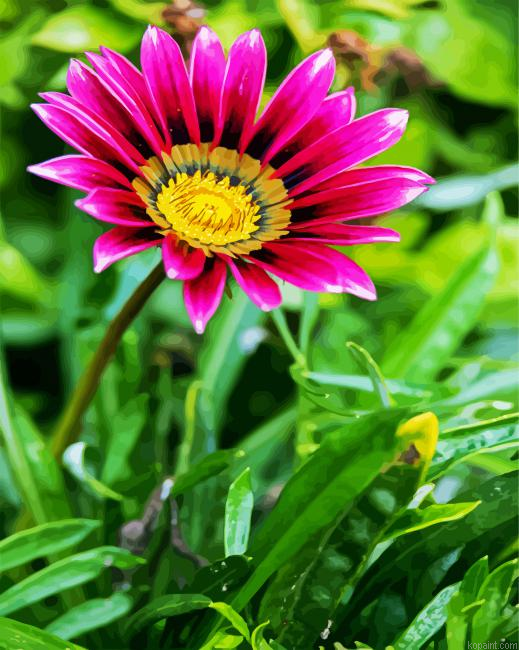 Purple Gazania Flower Painting By Numberss.png