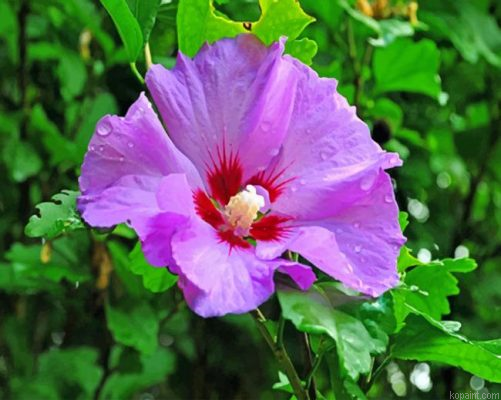 Purple Hibiscus Flower Painting By Numberss.png