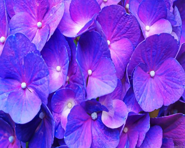 Purple Hydrangea Painting By Numberss.png
