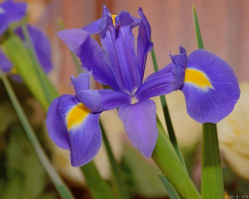 Purple Iris Flower Painting By Numberss.png