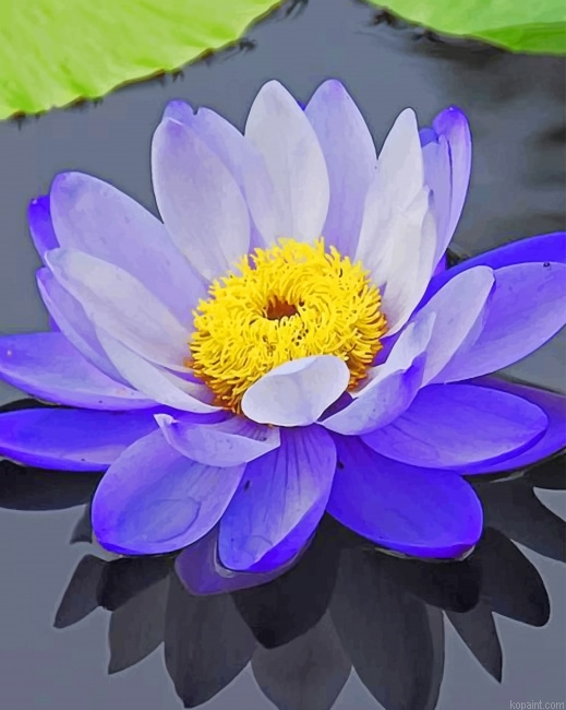Purple Lotus Flower New Painting By Numberss.png