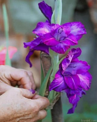 Purple Netted Iris Painting By Numberss.png