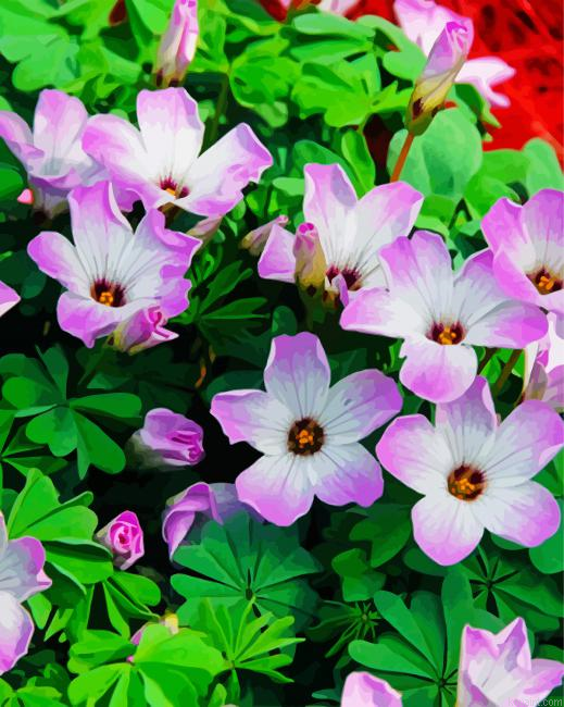Purple Oxalis Paint By Numbers.png