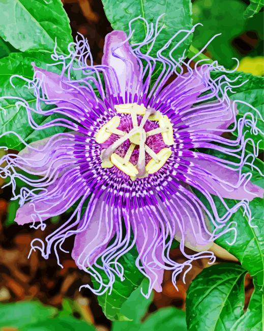 Purple Passion Flower Paint By Numbers