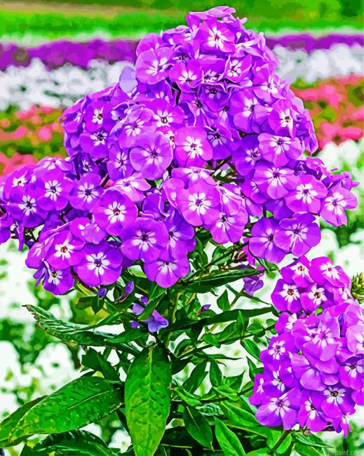 Purple Phlox Flowering Plant Painting By Numberss.png