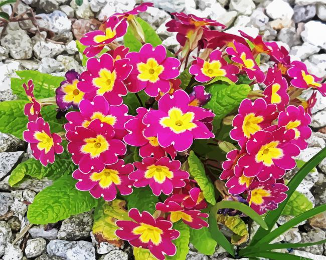 Purple Primrose Painting By Numberss.png