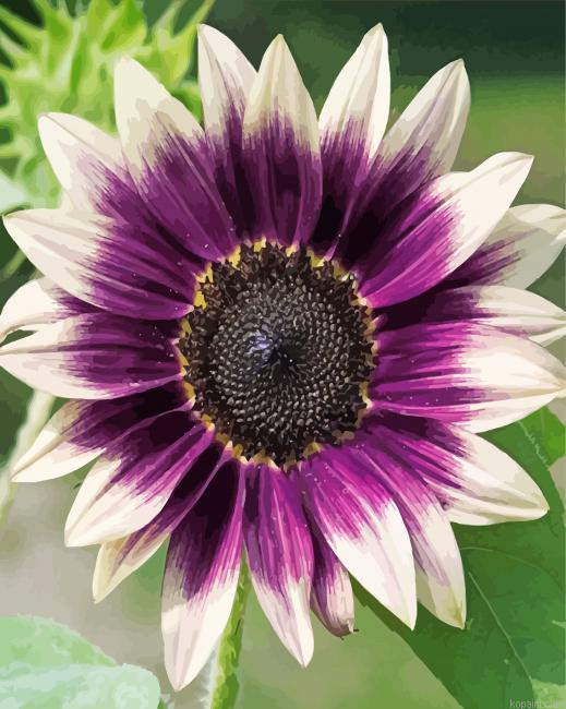 Purple Sunflower Paint By Numbers