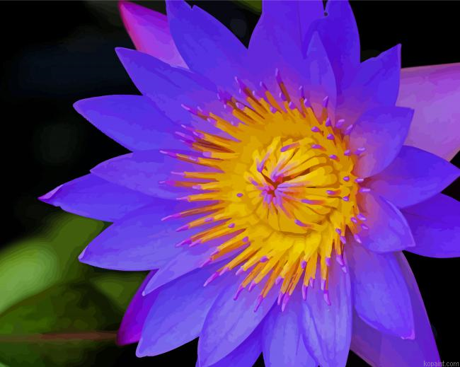Purple Tiger Lotus Painting By Numberss.png