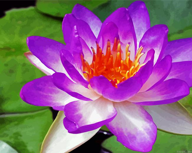 Purple Waterliliy Paint By Numbers.png