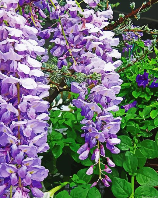 Purple Wisteria Flower Painting By Numberss.png