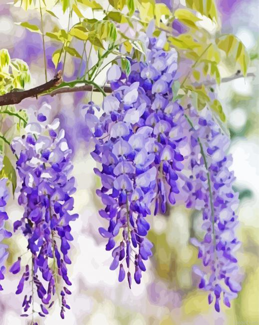 Purple Wisteria Flowers Painting By Numberss.png