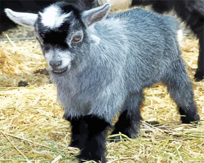 Pygmy Goat Animal Paint By Numbers