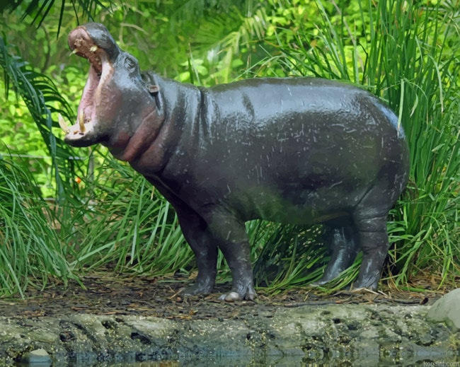 Pygmy Hippopotamus With Opened Mouth Painting By Numberss.png