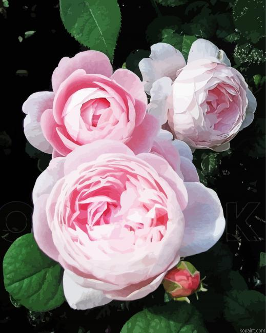 Queen Roses Of Sweden Painting By Numberss.png