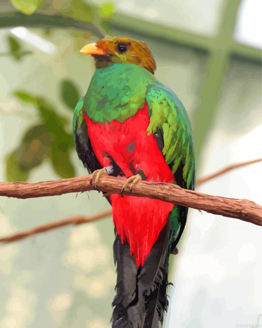 Quetzal Bird Animal Paint By Numbers