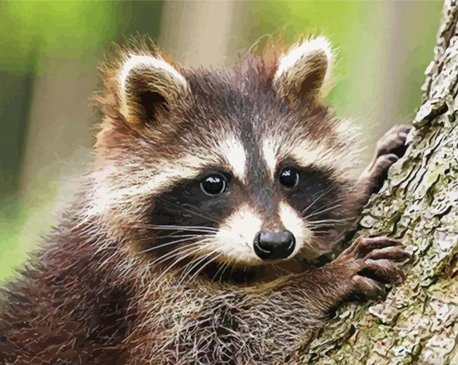 Raccoon In A Tree Painting By Numberss.png