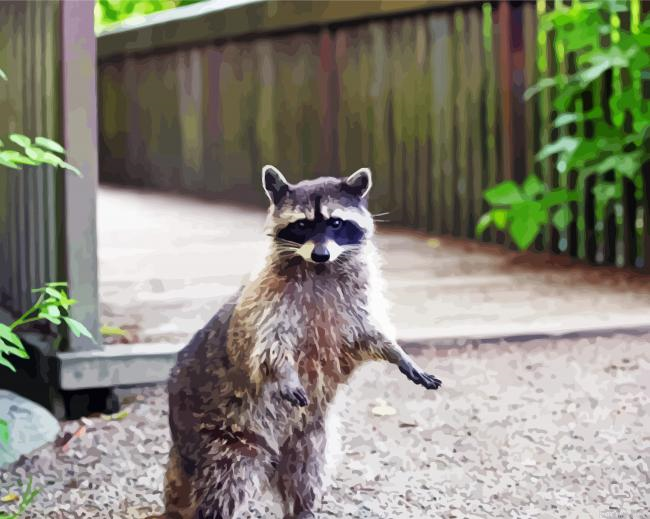 Racoon Animal Painting By Numberss.png