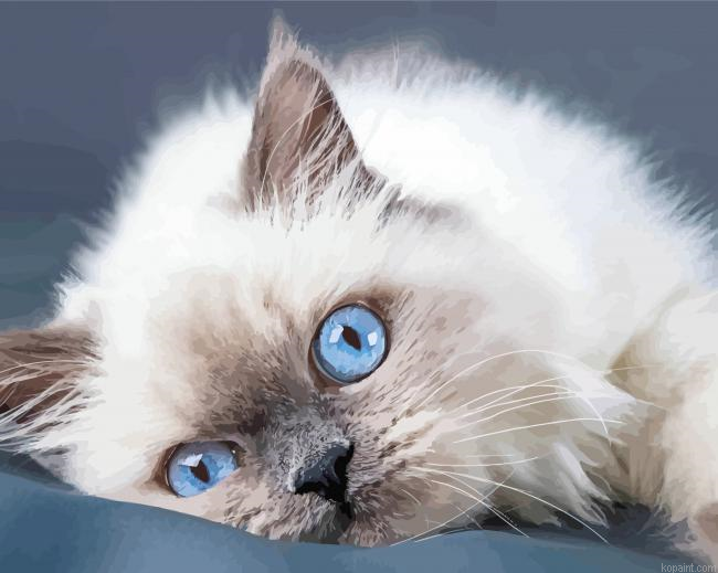 Ragdoll Cat Blue Eyes Painting By Numberss.png