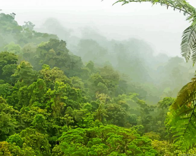 Rain Forest La Paz Painting By Numberss.png