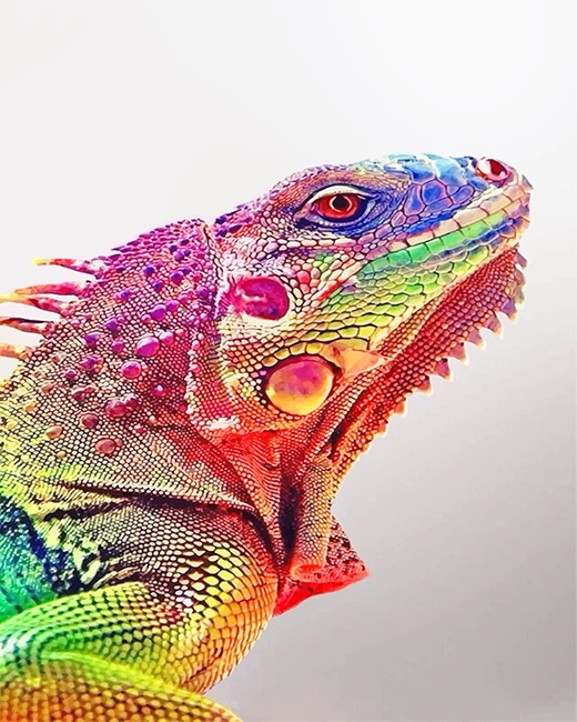Rainbow Iguana New Painting By Numberss.png