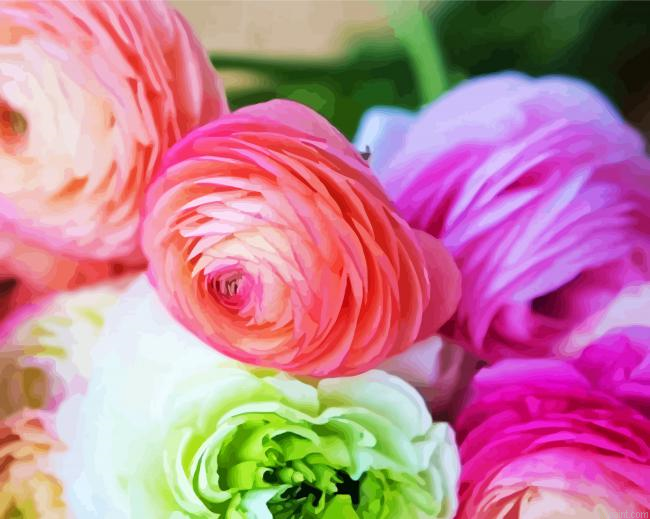 Ranunculus Roses Painting By Numberss.png