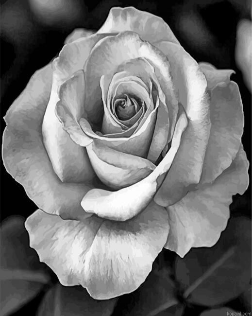 Realistic Roses Black And White Painting By Numberss.png