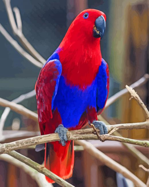 Red And Blue Eclectus Parrot Painting By Numberss.png