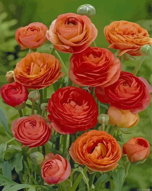 Red And Orange Ranunculus Painting By Numberss.png