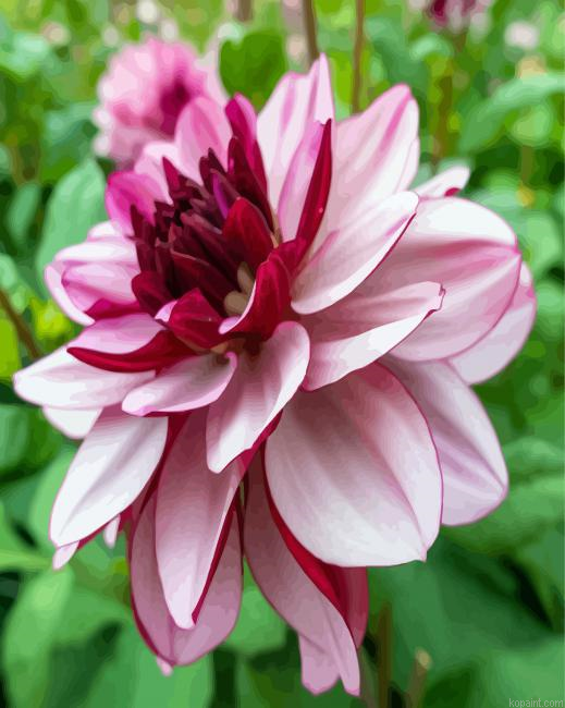 Red And White Dahlia Flower Painting By Numberss.png