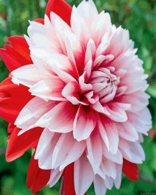 Red And White Dahlia Painting By Numberss.png