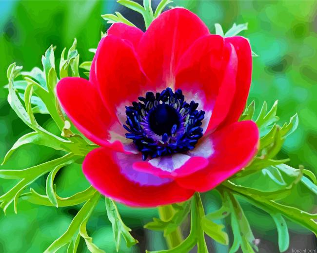 Red Anemone Flower Paint By Numbers.png