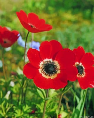 Red Anemone Flower Painting By Numberss.png