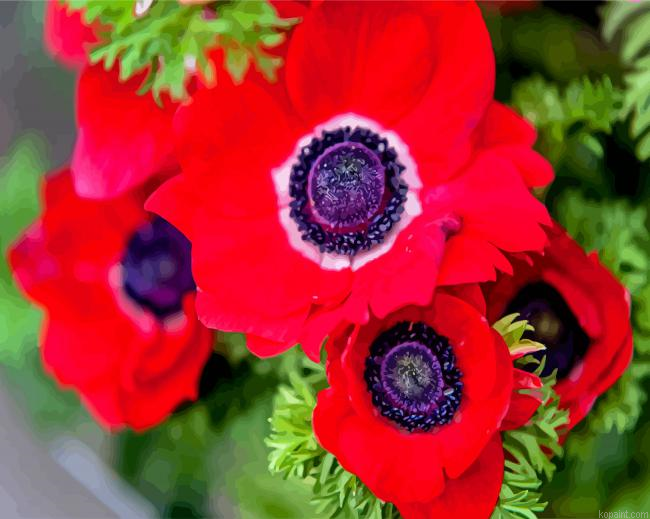 Red Anemones Flowers Paint By Numbers.png