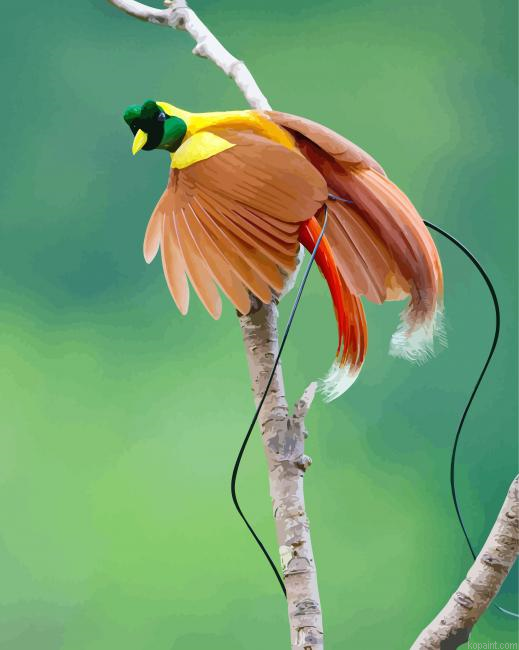 Red Bird Of Paradise Paint By Numbers