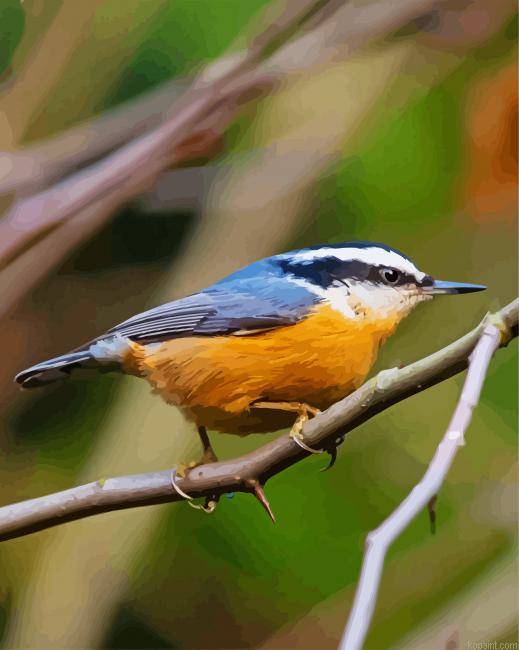 Red Breasted Nuthatch Bird Painting By Numberss.png