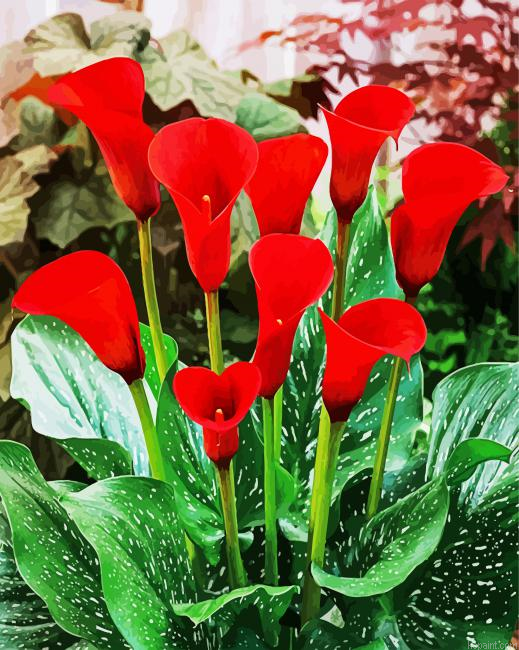 Red Cala Lilly Painting By Numberss.png