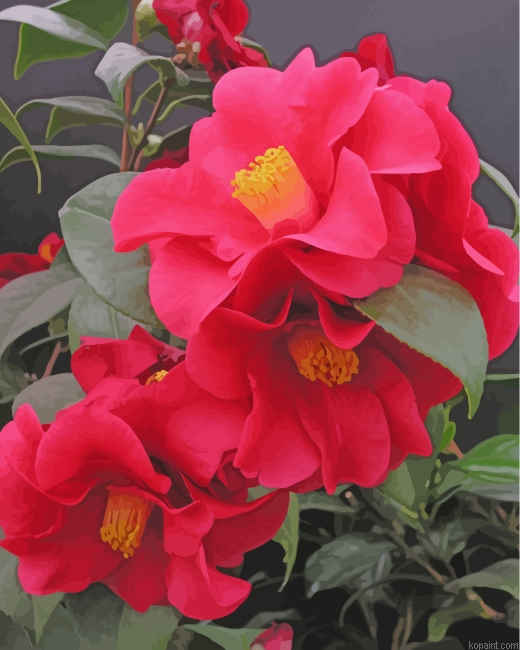 Red Camellia Painting By Numberss.png