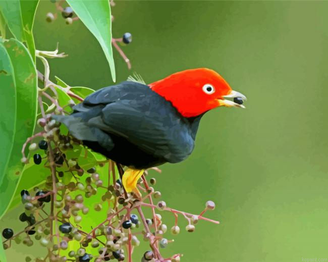 Red Capped Manakin Paint By Numbers