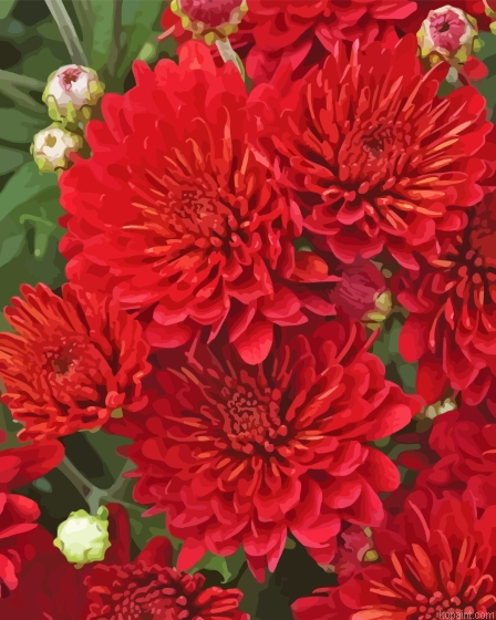 Red Chrysanthemum Flowers Painting By Numberss.png